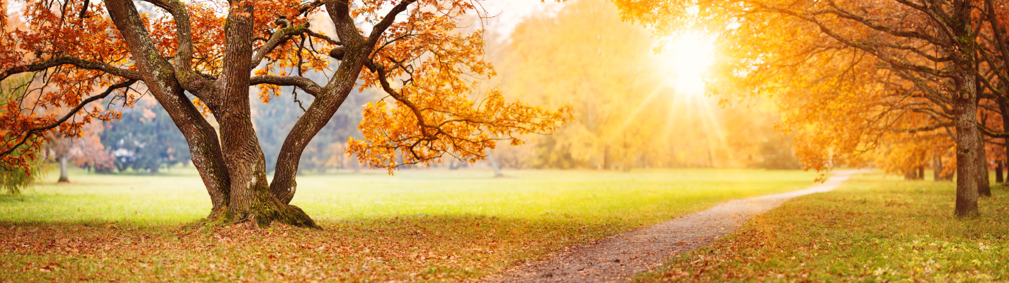 autumn park