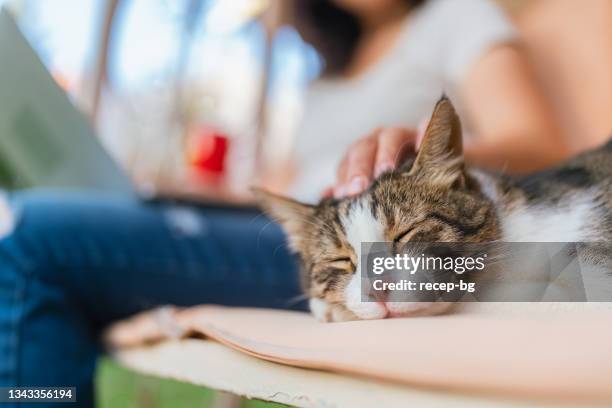 close-up photo of young woman using laptop and stroking her cat while her cat taking nap next to her in backyard at home - huisdier stockfoto's en -beelden