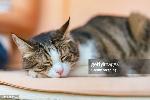 porträt einer süßen hauskatze, die neben ihrem tierbesitzer im hinterhof zu hause ein nickerchen macht - cat drinking stock-fotos und bilder