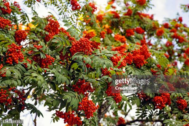 Rowan Treesize 2,160 Rowan Trees Stock Photos, High-Res Pictures, and Images - Getty ...