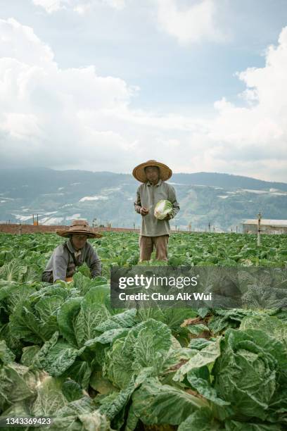 farmer harvesting - cameron highlands stock pictures, royalty-free photos & images