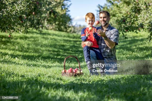 cueillette de pommes père et fils dans le verger - kids play apple photos et images de collection