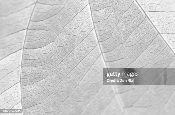 close up of a leaf color converted to white and shows leaf veins - leaf vein 個照片及圖片檔