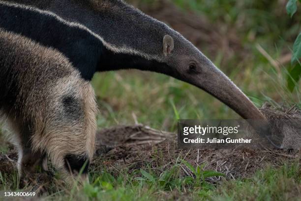 a giant anteater eats termites from a mound in the brazilian pantanal - anteater tongue fotografías e imágenes de stock