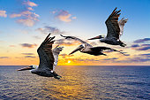 A squadron of Pelicans flying over the ocean.