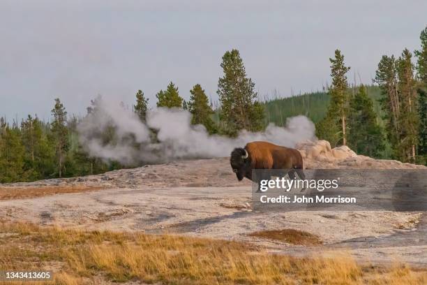 thumbnail image 2 of Yellowstone National Park Token - Bison / Old Faithful - Wyoming Souvenir 2 of 5