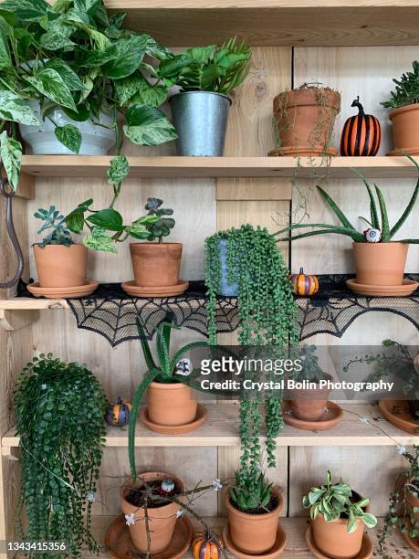 assorted green potted houseplants in terracotta pots on wooden shelves with pumpkins & spooky fall decor for modern indoor autumn decor - crassula stock pictures, royalty-free photos & images