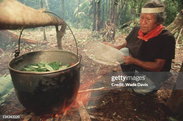 Shaman in the Coafan region boils leaves for their psychoactive proporties as used in ayahuasca, Ecuador, 2009.