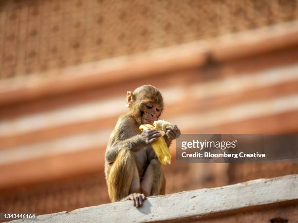 a monkey eating a banana - ape eating banana stock pictures, royalty-free photos & images