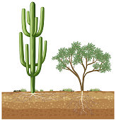 Big cactus growing next to the tree