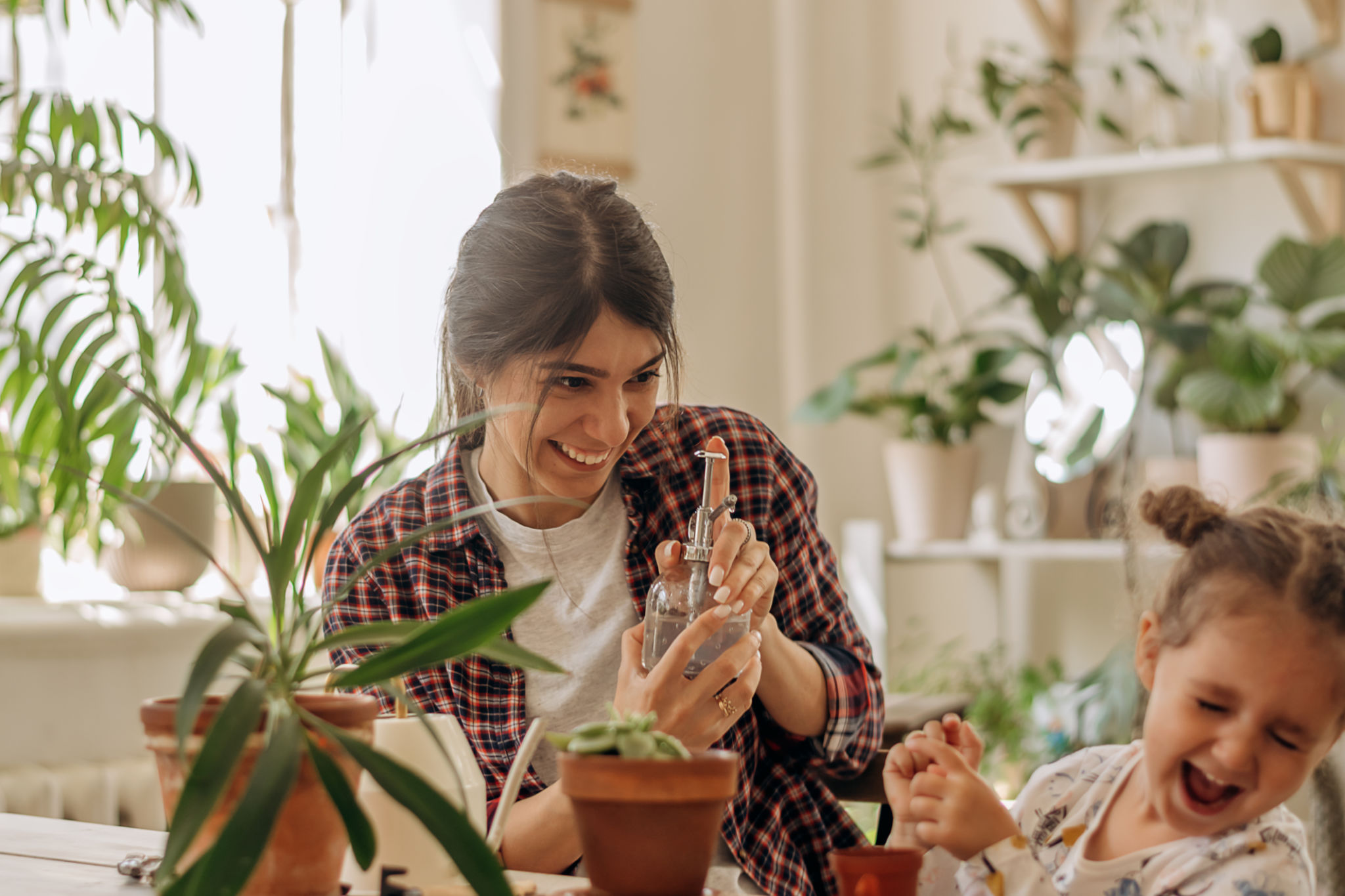 family indoor plants