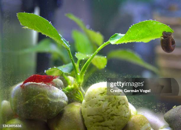 cherry shrimp and snail for aquarium algae control - aquarium stockfoto's en -beelden