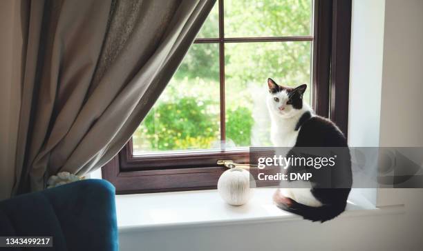 shot of a cat sitting in a windowsill - home-sweet-home stock pictures, royalty-free photos & images