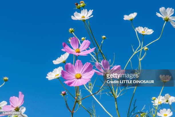 cosmos flowers against the blue sky. low angle - cosmos flower stock-fotos und bilder