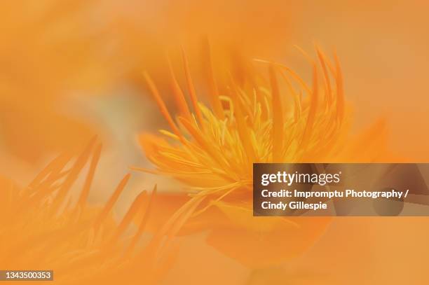 trollius chinensis, the chinese globeflower side view - anemone dei fiorai foto e immagini stock