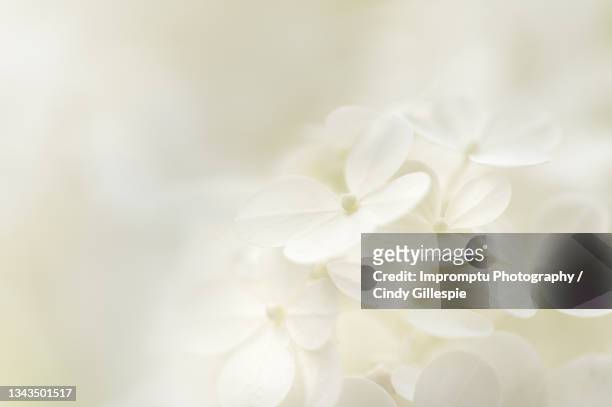 panicle  white hydrangea bloom - panicle hydrangea stock pictures, royalty-free photos & images