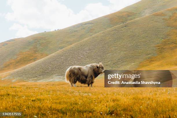 yak grazing in the mountains of kyrgyzstan - kyrgyzstan stock pictures, royalty-free photos & images