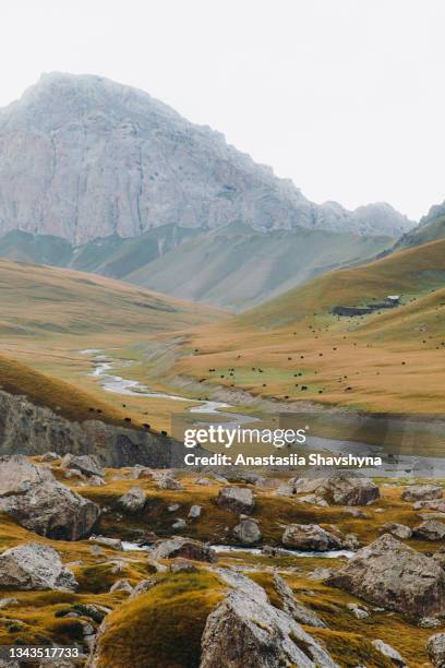 view of the livestock grazing at the picturesque remote mountain meadow in central asia - lake issyk kul stock pictures, royalty-free photos & images