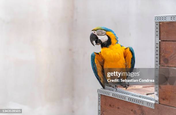 talking with parrot perching in cage. blue arara rescued by an sanctuary. - captive animals stock-fotos und bilder