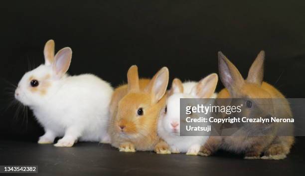 four little bunnies in black bakground - lagomorphs stock-fotos und bilder