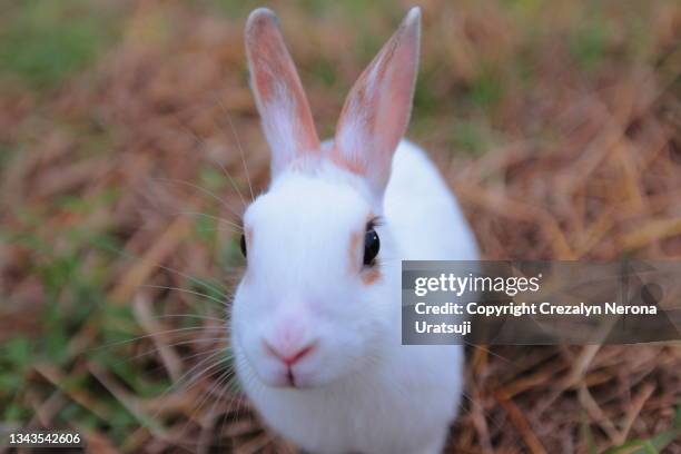 Usagi Cute Rabbit 477 Usagi Stock Photos, High-Res Pictures, and Images - Getty Images