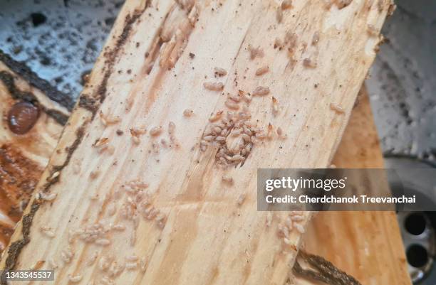 group of termites or pest in the wooden house - termite stock pictures, royalty-free photos & images