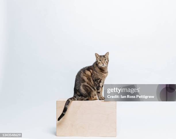 tabby cat sitting on box - tabby stock-fotos und bilder