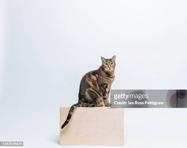 tabby cat sitting on box - cat box stock pictures, royalty-free photos & images