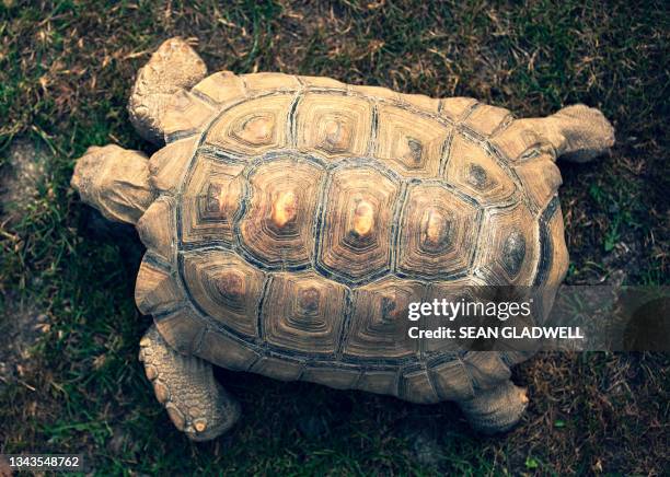 Shell Of Tortoise 177 Tortoise Shell Top View Stock Photos, High-Res Pictures, and Images ...