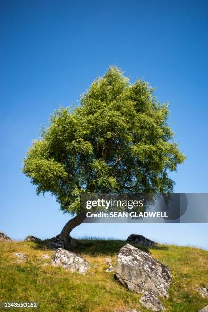 leaning tree and rock blue sky - leaning tree stock pictures, royalty-free photos & images