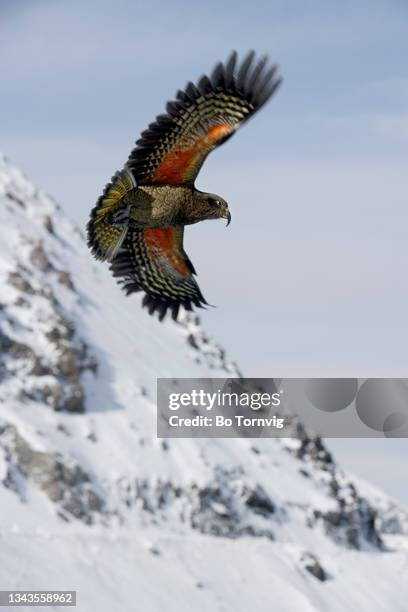 kea parrot - bo tornvig photos et images de collection