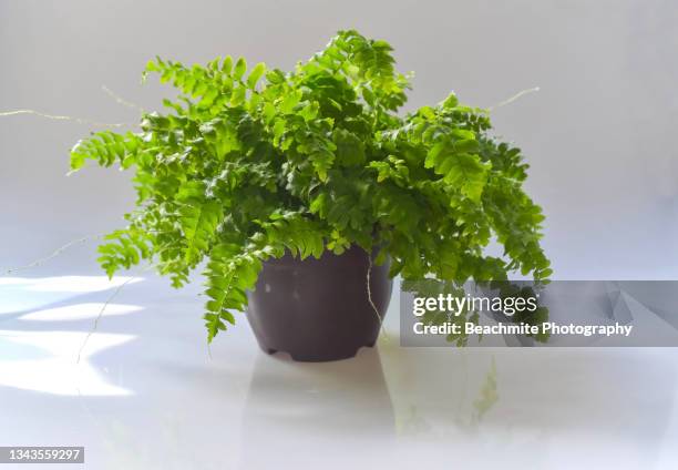 close up of a potted fern and reflections against a white shiny background - house plant - topfpflanze stock-fotos und bilder