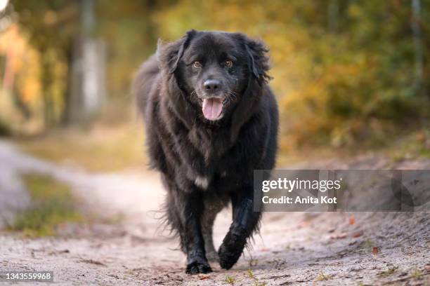 dog in the woods. running newfoundland - newfoundlandshund bildbanksfoton och bilder