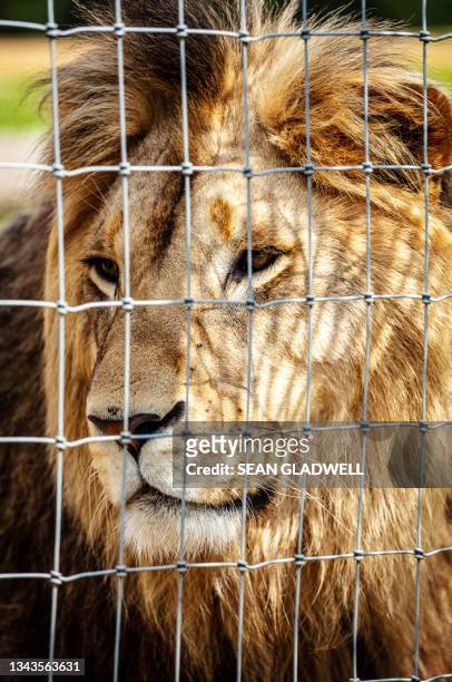 lion looking through fence - lion cage stock pictures, royalty-free photos & images