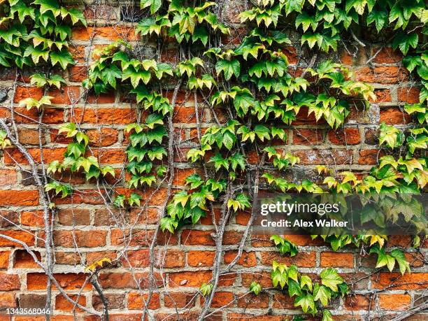 green ivy on vintage red brick wall - english ivy stock pictures, royalty-free photos & images