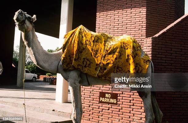 View of an camel outside the entrance to a Sheraton Hotel, Agra, India, September 1987. There is a 'No Parking' sign on the hotel's exterior, brick...