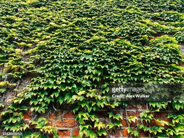 green ivy on vintage red brick wall - ummauerter garten stock-fotos und bilder