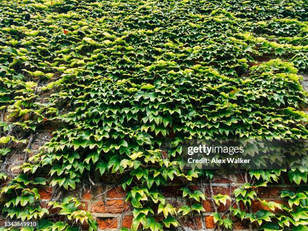 green ivy on vintage red brick wall - garden wall stock pictures, royalty-free photos & images