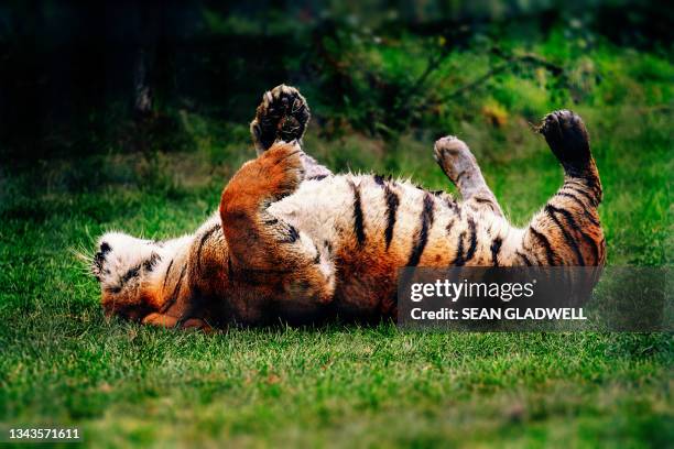 Tiger Rol You Back 132 Tiger Rolling Stock Photos, High-Res Pictures, and Images - Getty ...