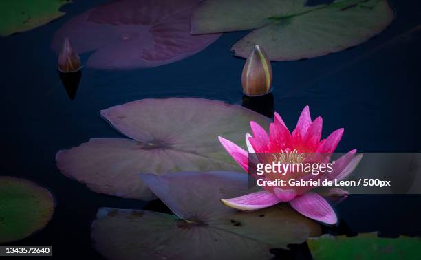 close-up of lotus water lily in lake,sweden - lirio fotografías e imágenes de stock