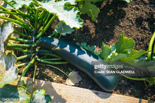 courgette - courgette stock pictures, royalty-free photos & images