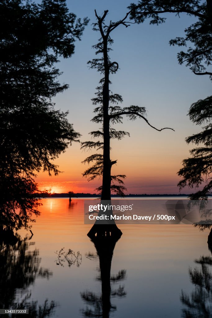 Silhouette of trees by lake against sky during sunset,Reelfoot Lake State Park,United States,USA
