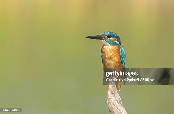 a kingfisher,israel - organismo vivo imagens e fotografias de stock