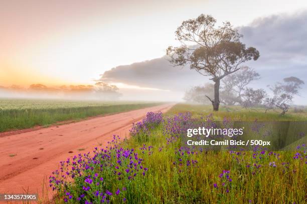 scenic view of flowering plants on field against sky,perenjori,western australia,australia - western australia crop stockfoto's en -beelden