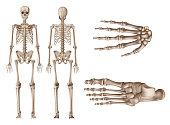 Human Skeleton, posterior and anterior views, study human anatomy concept, realistic vector illustration