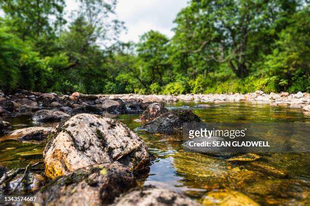 rocky stream low angle - rio imagens e fotografias de stock