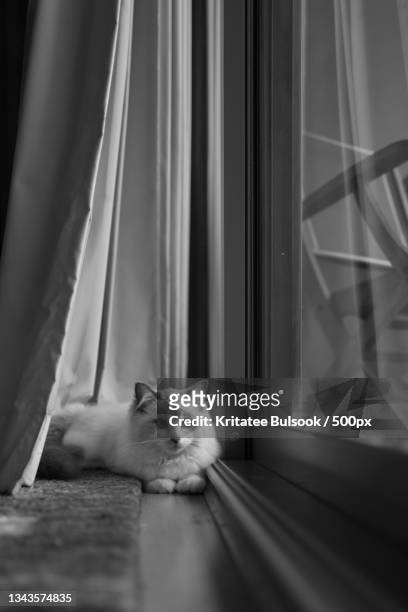 portrait of cat relaxing on window sill - black and white cat stock pictures, royalty-free photos & images