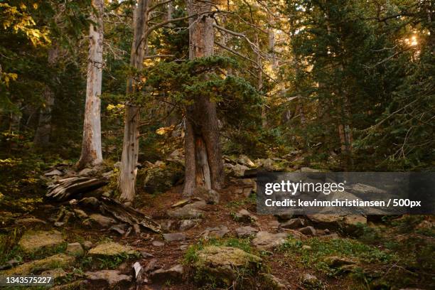 trees in forest,flagstaff,arizona,united states,usa - flagstaff arizona stockfoto's en -beelden