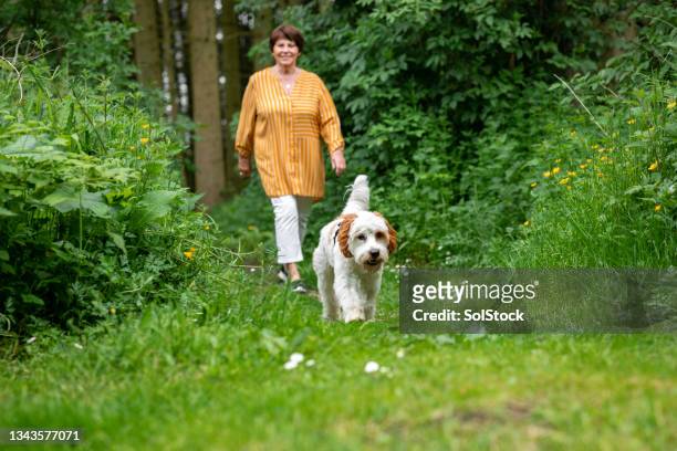 walking her cavapoo dog - older people walking a dog stock pictures, royalty-free photos & images