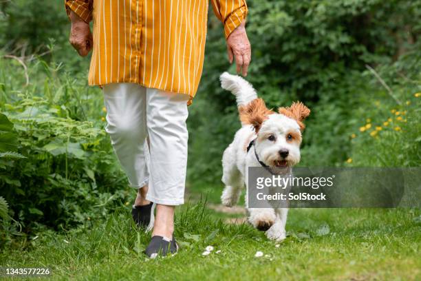 mujer mayor irreconocible paseando a su perro cavapoo - dog walking fotografías e imágenes de stock
